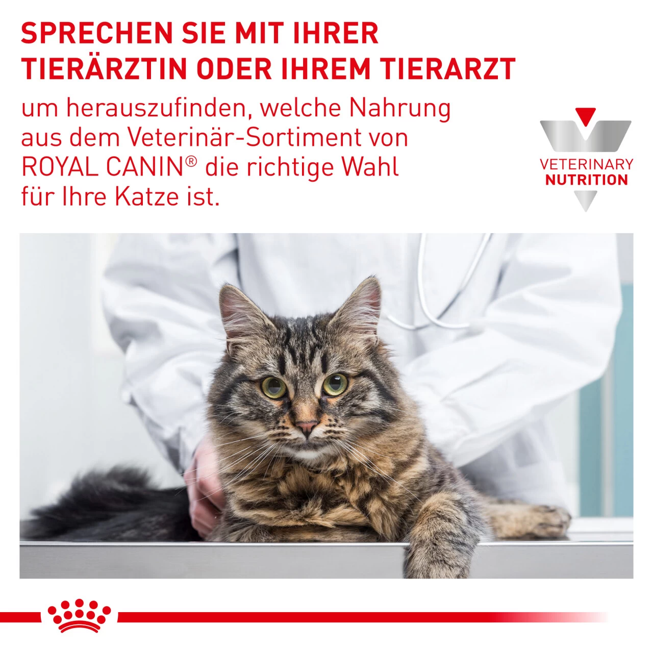 Royal Canin Expert Dental Trockenfutter Für Katzen 9 Royal Canin Expert Dental Trockenfutter Für Katzen – Bild 9
