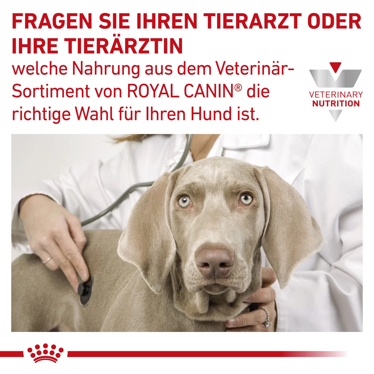 Royal Canin Gastrointestinal High Fibre Trockenfutter Für Hunde 9 Royal Canin Gastrointestinal High Fibre Trockenfutter Für Hunde – Bild 9