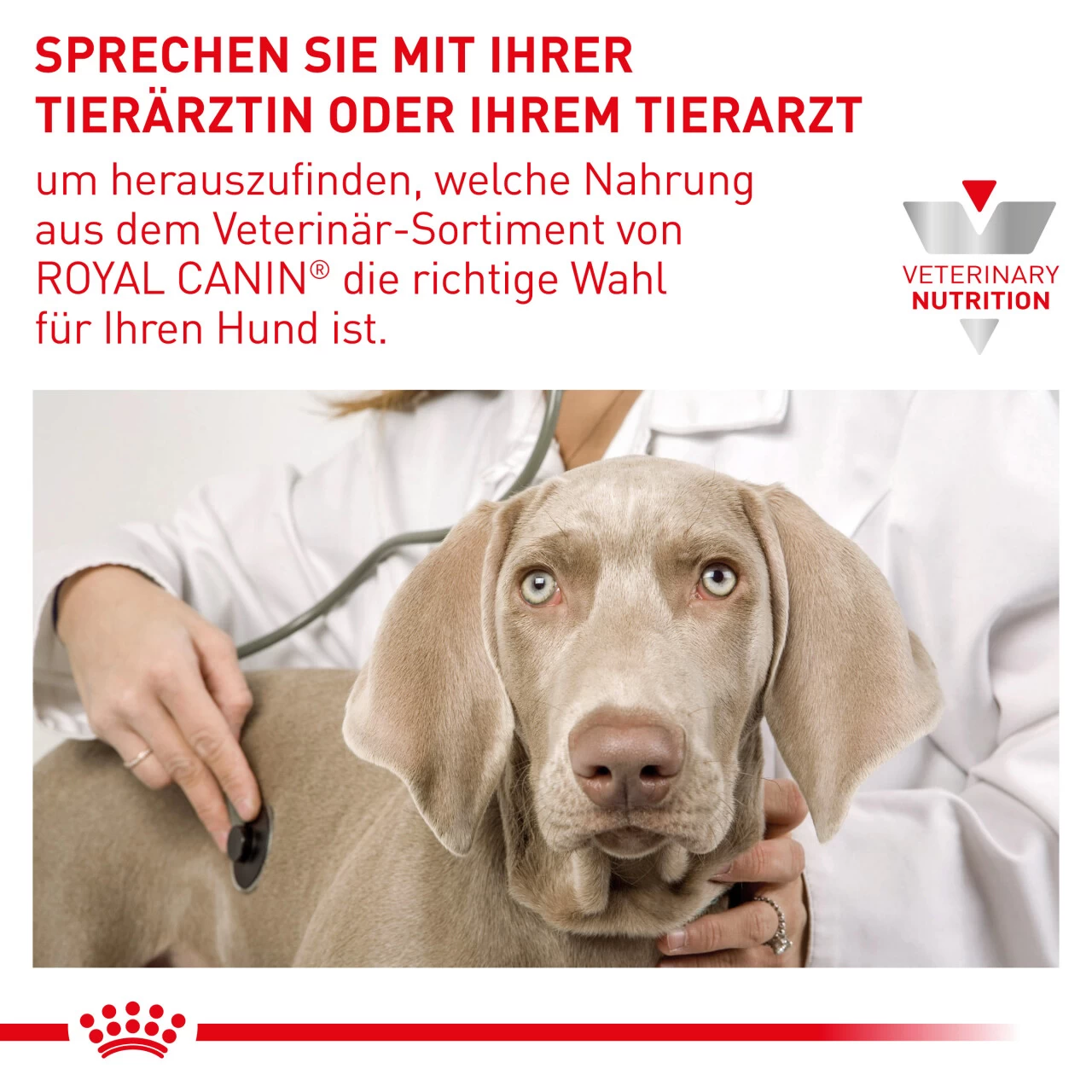Royal Canin Expert Neutered Adult Small Dogs Trockenfutter Für Hunde 10 Royal Canin Expert Neutered Adult Small Dogs Trockenfutter Für Hunde – Bild 10