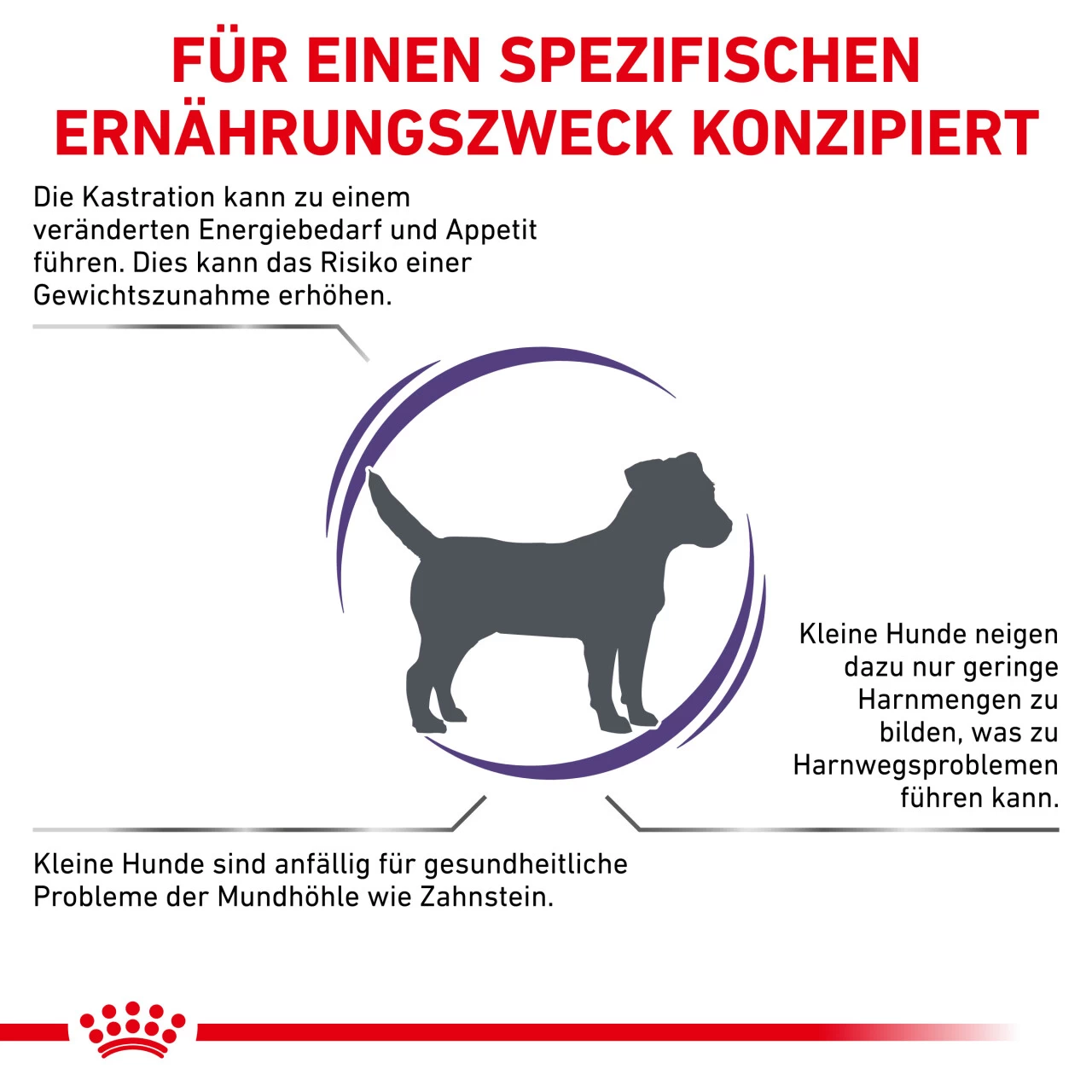 Royal Canin Expert Neutered Adult Small Dogs Trockenfutter Für Hunde 3 Royal Canin Expert Neutered Adult Small Dogs Trockenfutter Für Hunde – Bild 3