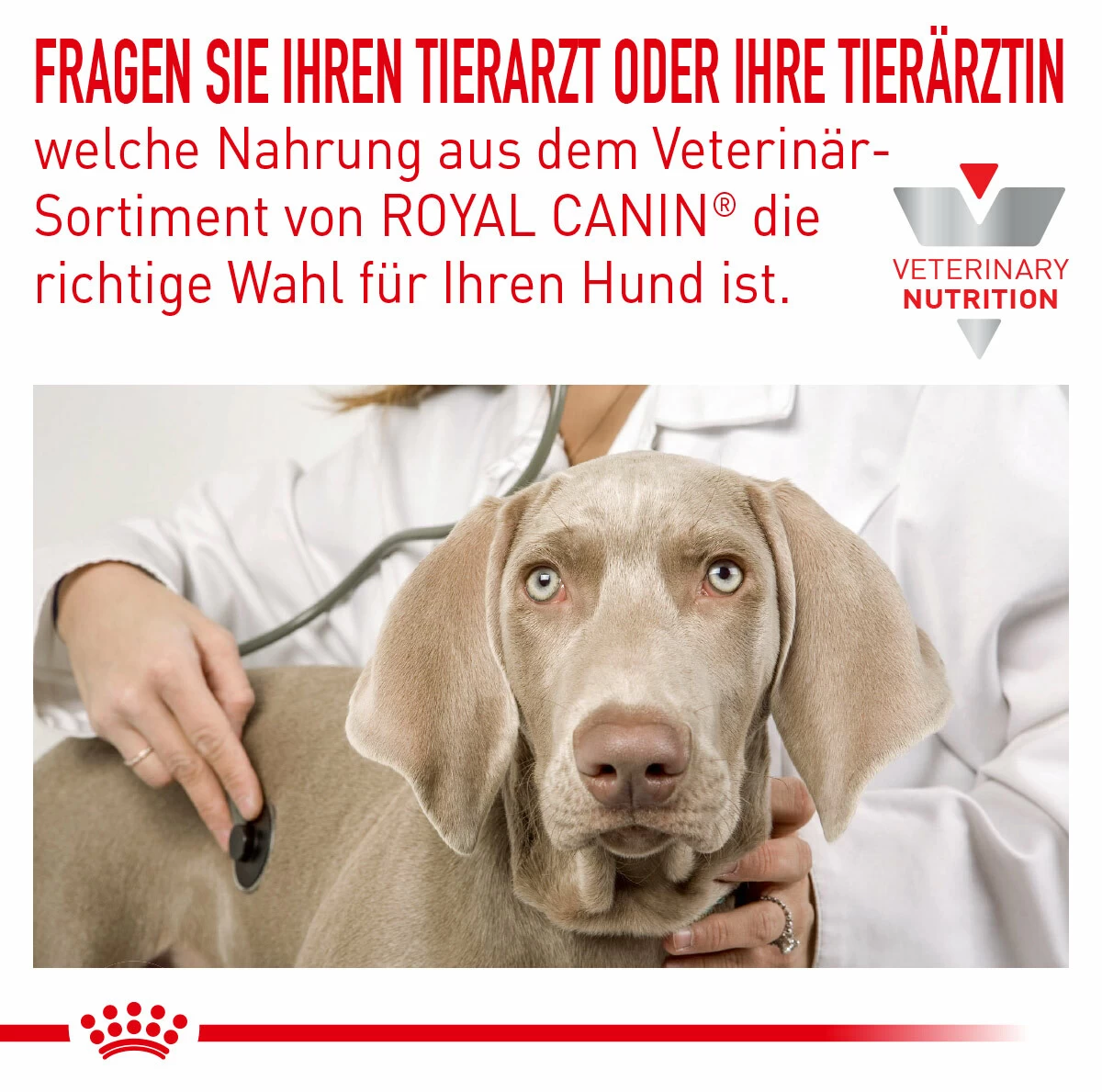 Royal Canin Skin Care Trockenfutter Für Hunde 2 Royal Canin Skin Care Trockenfutter Für Hunde – Bild 2