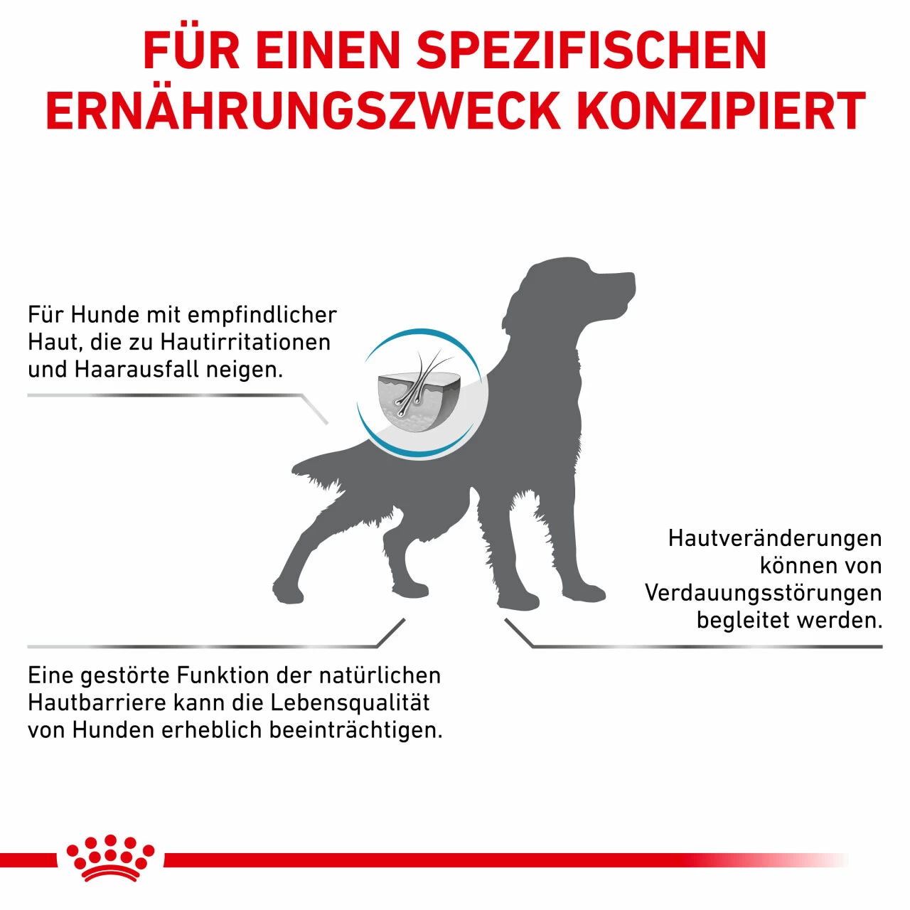 Royal Canin Skin Care Trockenfutter Für Hunde 7 Royal Canin Skin Care Trockenfutter Für Hunde – Bild 7