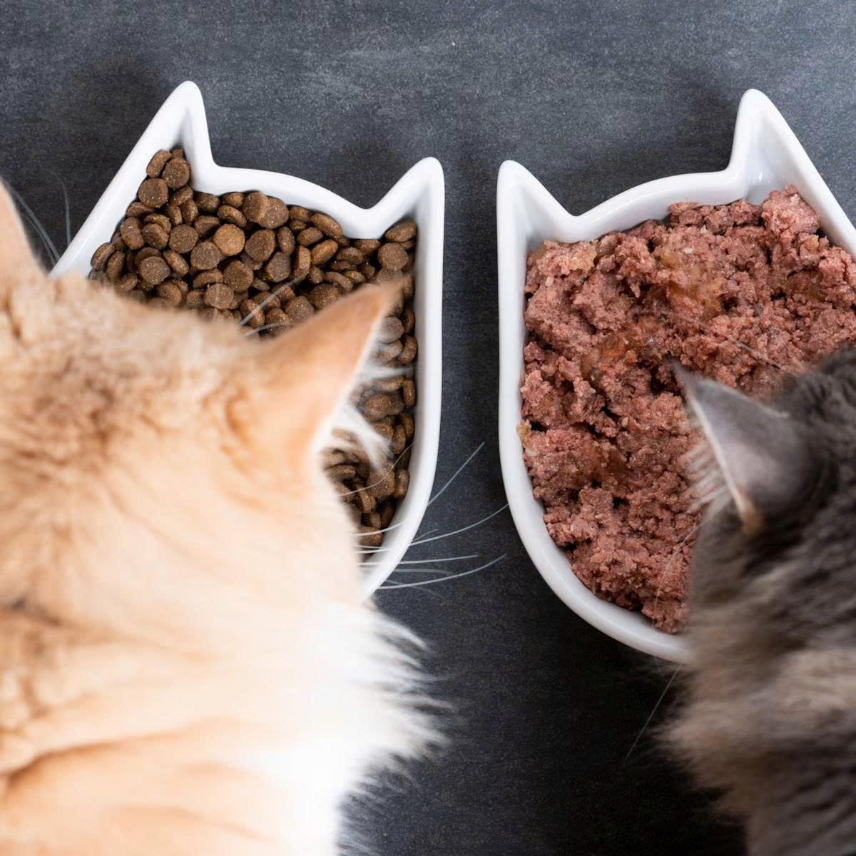 Virbac Store -Virbac Store z6641612973053 5adcafa80c9d7235843463ec2de3f46f